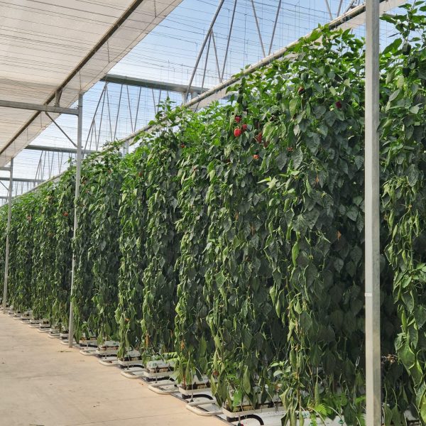 1a99e029-004d-4bcc-a181-2ff360702f7d