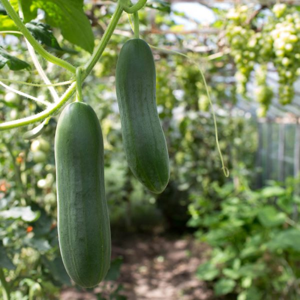 Greenhouse-Cucumbers