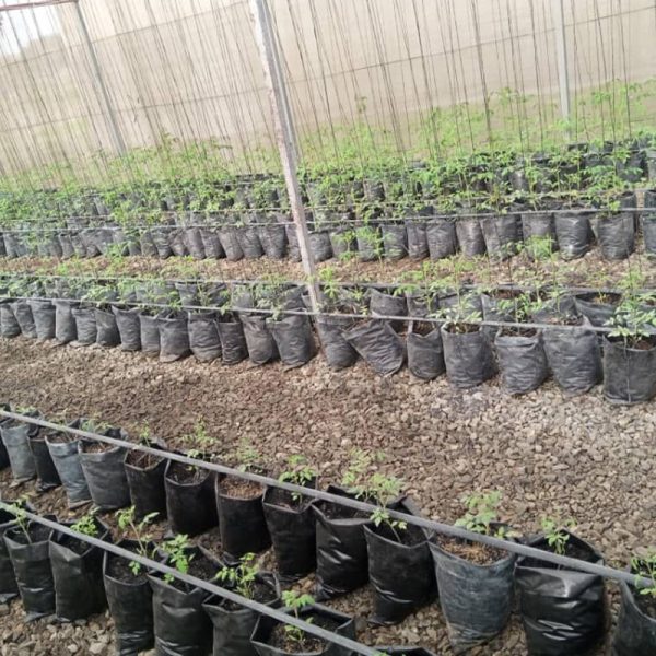 Tomato-Ndego-Farm-Ventures2