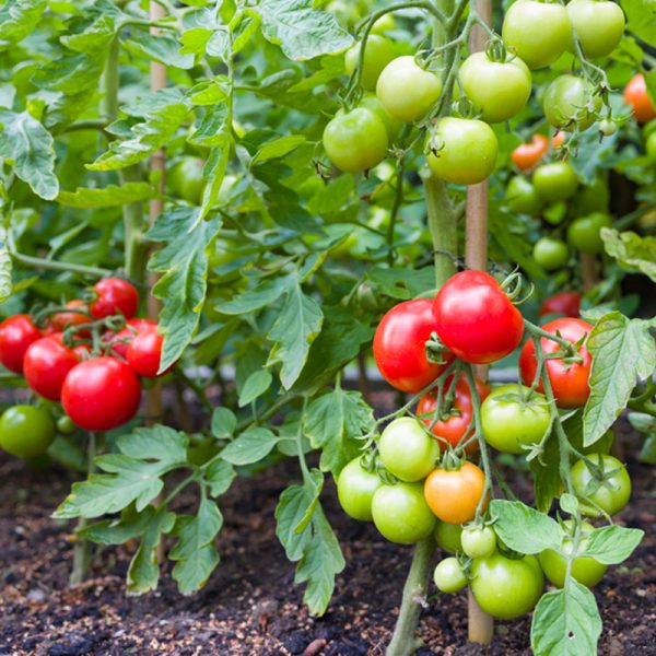 Tomato-Ndego-Farm-Ventures6