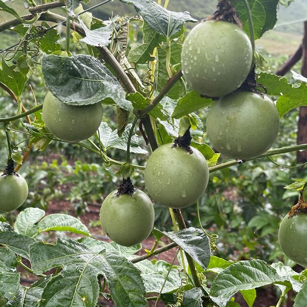 passion-fruits-ndego-farm-ventures